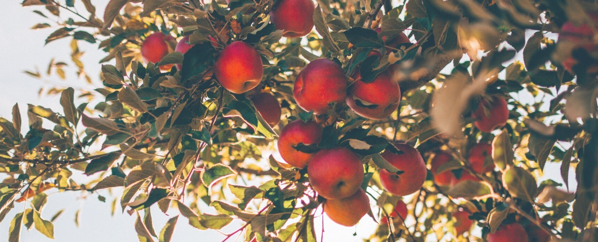 Miller's Orchard in Indiana